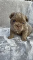 Grizzly, a female French Bulldog for sale in Hawthorne, FL – 4 of 10