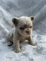 River, a female French Bulldog for sale in Hawthorne, FL – 3 of 8