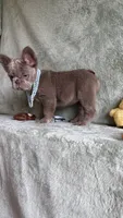 Grizzly, a female French Bulldog for sale in Gainesville, FL – 7 of 10
