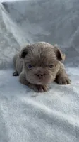 Grizzly, a female French Bulldog for sale in Hawthorne, FL – 5 of 10