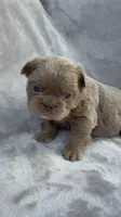 Grizzly, a female French Bulldog for sale in Hawthorne, FL – 2 of 10