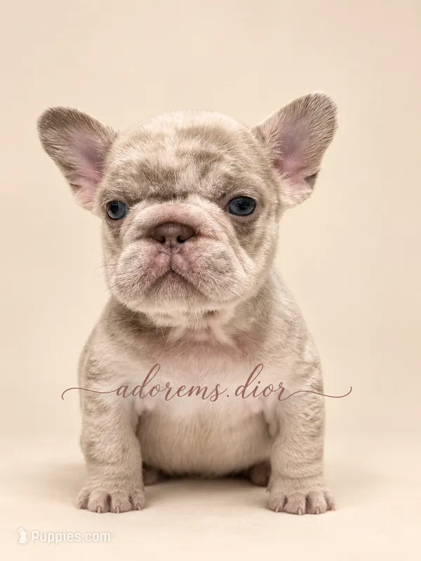 Zara – French Bulldog puppy for sale in Gainesville, FL