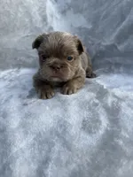 Grizzly, a female French Bulldog for sale in Hawthorne, FL – 7 of 10