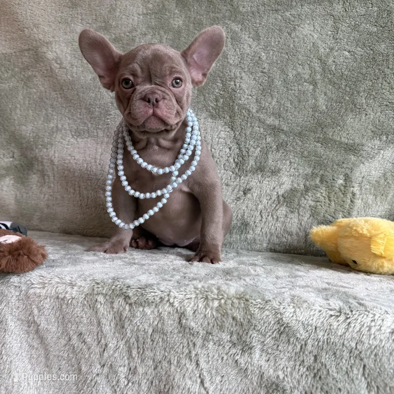 Ivy – French Bulldog puppy for sale in Gainesville, FL
