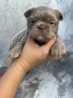 Grizzly, a female French Bulldog for sale in Hawthorne, FL – 9 of 10