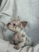 Quasi, a male French Bulldog for sale in Gainesville, FL – 5 of 8