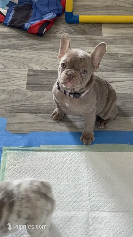 Ivy – French Bulldog puppy for sale in Gainesville, FL