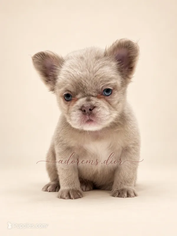 River – French Bulldog puppy for sale in Gainesville, FL