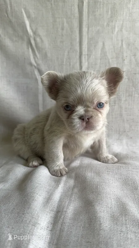 River – French Bulldog puppy for sale in Gainesville, FL