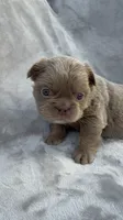 Grizzly, a female French Bulldog for sale in Hawthorne, FL – 6 of 10
