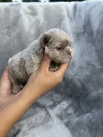 River, a female French Bulldog for sale in Hawthorne, FL – 6 of 8