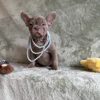 Ivy, a female French Bulldog for sale in Gainesville, FL – 4 of 7