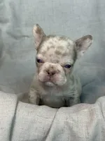 Quasi, a male French Bulldog for sale in Gainesville, FL – 8 of 8