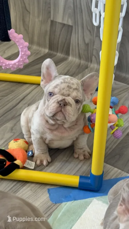 Quasi – French Bulldog puppy for sale in Gainesville, FL