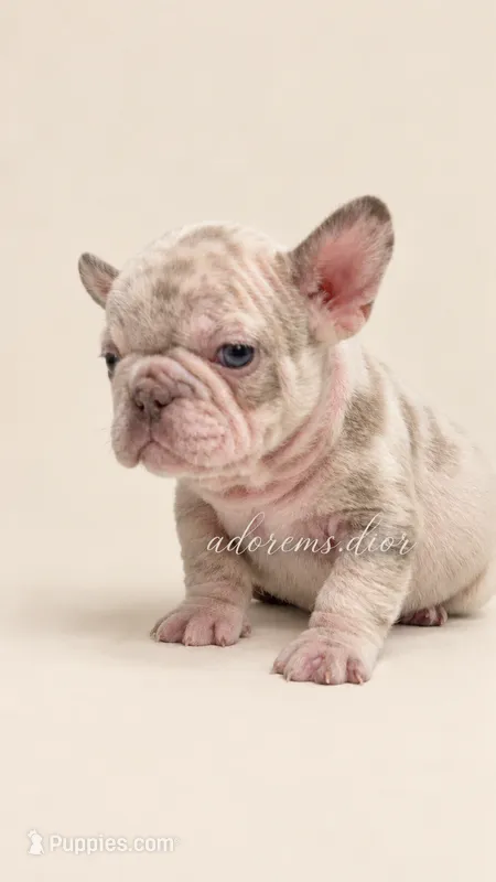 Quasi – French Bulldog puppy for sale in Gainesville, FL