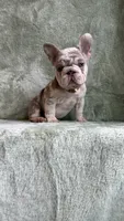 Zara, a female French Bulldog for sale in Gainesville, FL – 9 of 10
