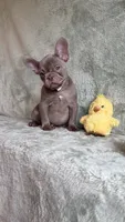 Ivy, a female French Bulldog for sale in Gainesville, FL – 2 of 7
