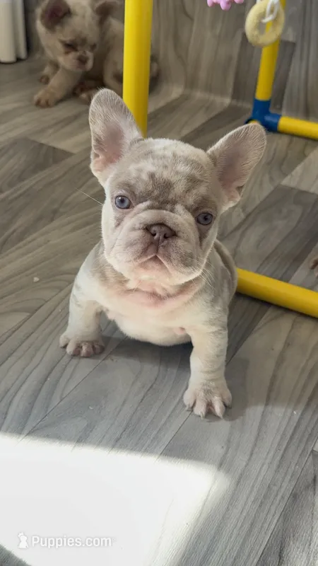 Zara – French Bulldog puppy for sale in Gainesville, FL