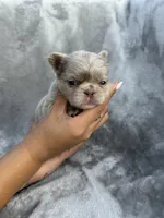 River, a female French Bulldog for sale in Hawthorne, FL – 8 of 8