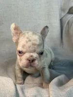 Quasi, a male French Bulldog for sale in Gainesville, FL – 2 of 8