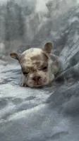 Zara, a female French Bulldog for sale in Hawthorne, FL – 3 of 8