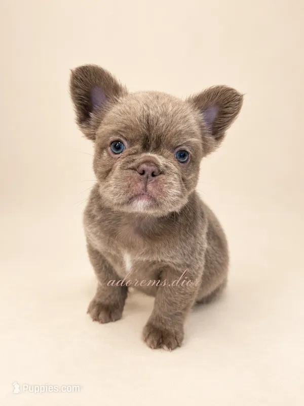 Grizzly – French Bulldog puppy for sale in Gainesville, FL
