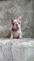 Zara, a female French Bulldog for sale in Gainesville, FL – 8 of 10
