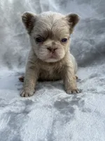 River, a female French Bulldog for sale in Hawthorne, FL – 4 of 8