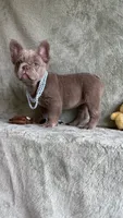 Grizzly, a female French Bulldog for sale in Gainesville, FL – 3 of 10
