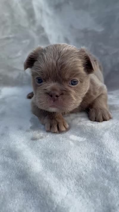 Grizzly, a female French Bulldog for sale in Hawthorne, FL – 10 of 10