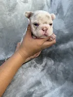 Timber, a male French Bulldog for sale in Hawthorne, FL – 5 of 5