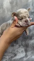 Zara, a female French Bulldog for sale in Hawthorne, FL – 7 of 8