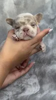 Zara, a female French Bulldog for sale in Hawthorne, FL – 6 of 8