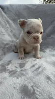 Timber, a male French Bulldog for sale in Hawthorne, FL – 3 of 5