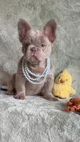 Grizzly, a female French Bulldog for sale in Gainesville, FL – 6 of 10
