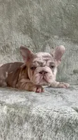 Zara, a female French Bulldog for sale in Gainesville, FL – 7 of 10