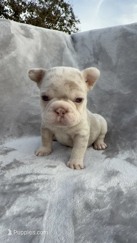 Timber – French Bulldog puppy on hold in Davenport, FL