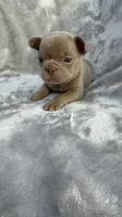 Ivy, a female French Bulldog for sale in Hawthorne, FL – 3 of 7