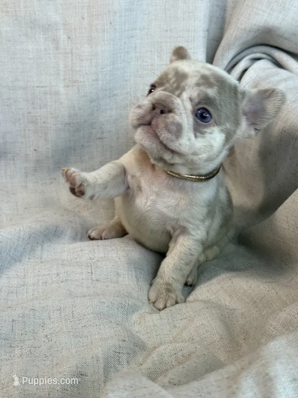 Zara – French Bulldog puppy for sale in Gainesville, FL