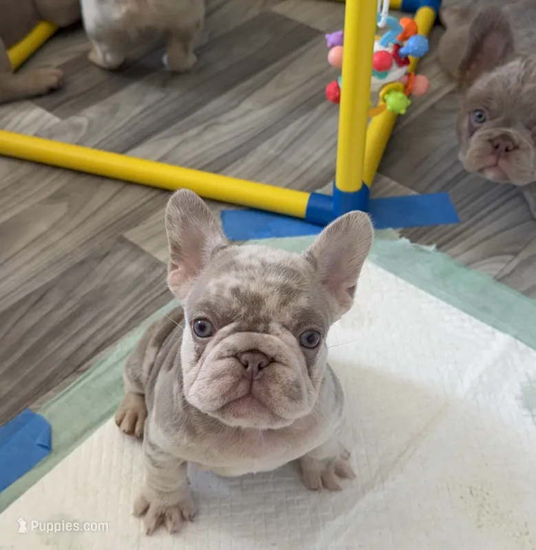 Zara – French Bulldog puppy for sale in Gainesville, FL