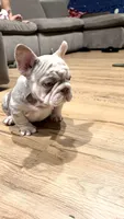 Zara, a female French Bulldog for sale in Gainesville, FL – 4 of 10