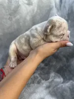 Timber, a male French Bulldog for sale in Hawthorne, FL – 4 of 5