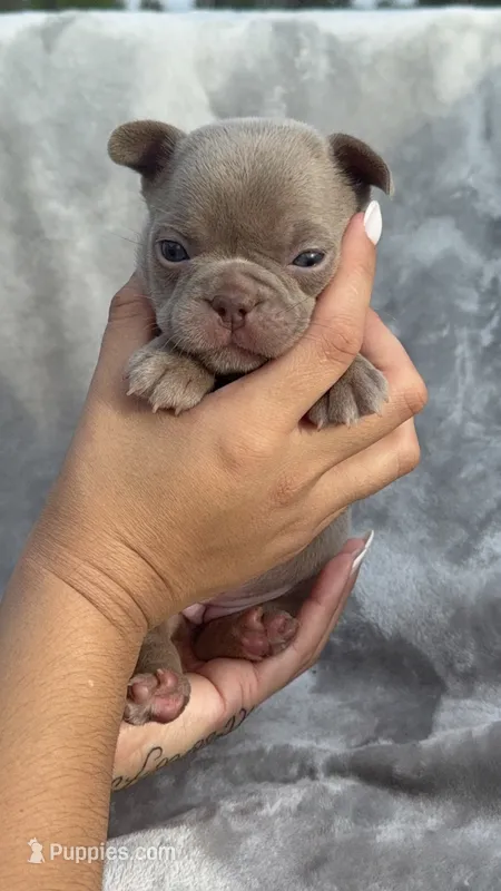 Ivy – French Bulldog puppy for sale in Hawthorne, FL