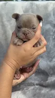 Ivy, a female French Bulldog for sale in Hawthorne, FL – 6 of 7