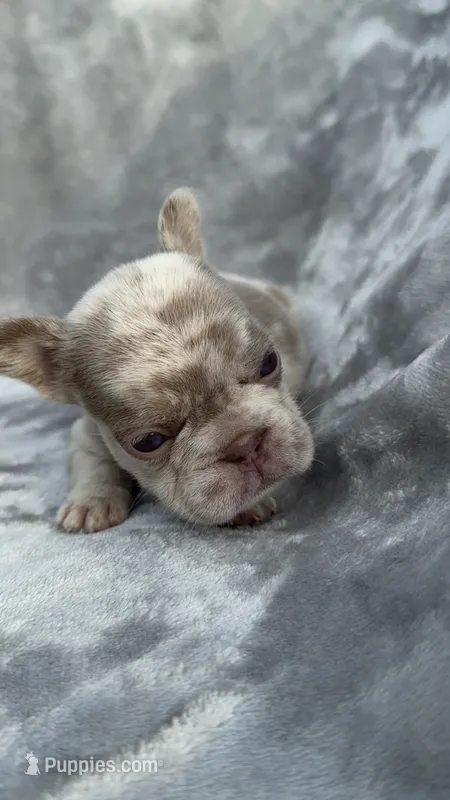 Zara – French Bulldog puppy for sale in Davenport, FL