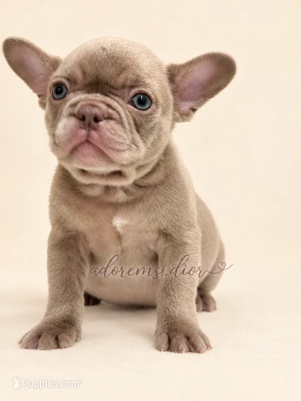 Ivy – French Bulldog puppy for sale in Gainesville, FL