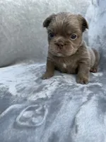 Grizzly, a female French Bulldog for sale in Hawthorne, FL – 3 of 10