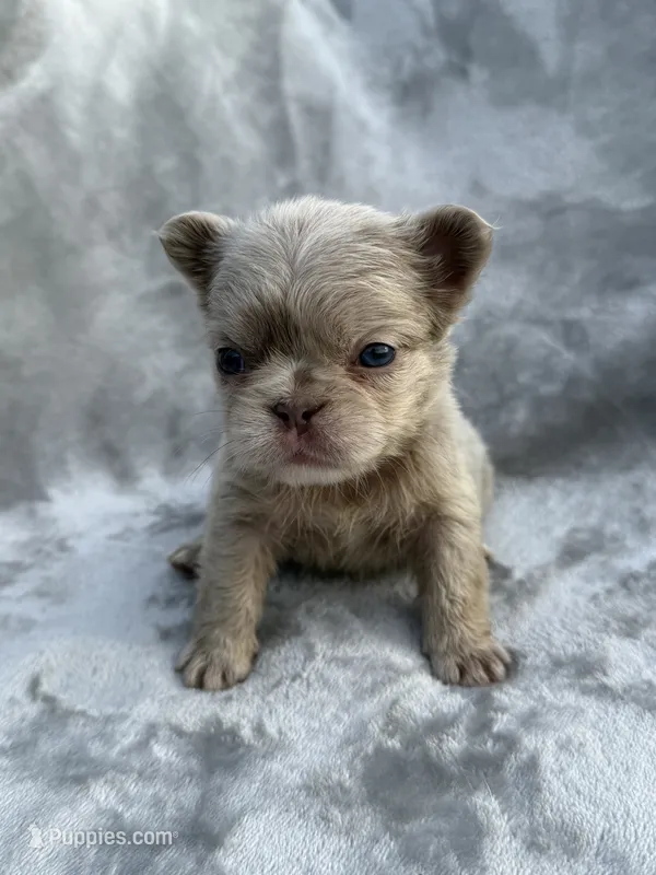 River – French Bulldog puppy for sale in Davenport, FL