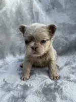 River, a female French Bulldog for sale in Hawthorne, FL – 1 of 8