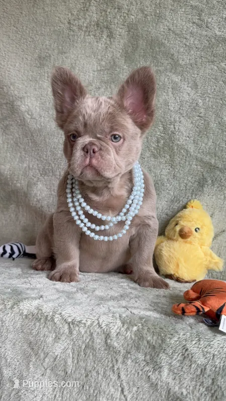 Grizzly – French Bulldog puppy for sale in Gainesville, FL